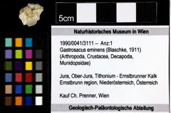 Foto (Objekt + Etiketten) von Gastrosacus eminens (Blaschke, 1911) 